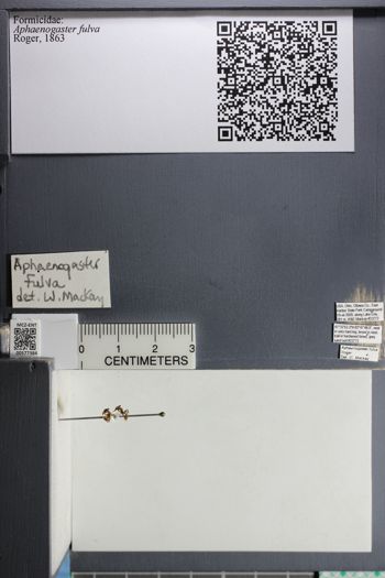 Media type: image;   Entomology 577384